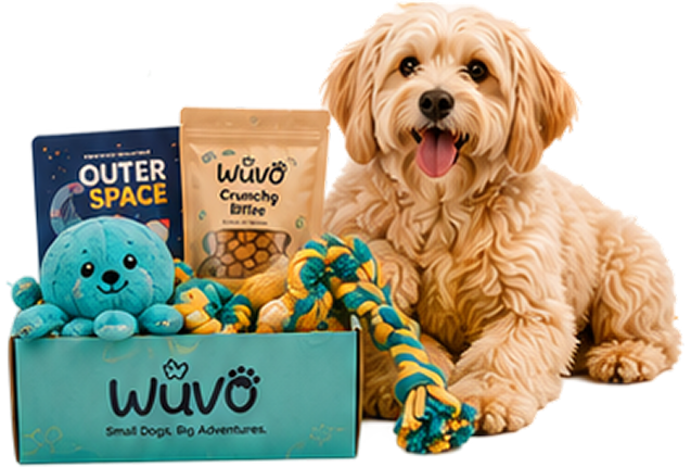 WUVO Classic Play box and dog